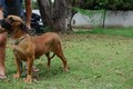 Matriz - Fila Brasileiro Dourado - Canil Singular - Nena